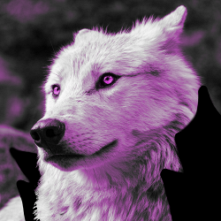 NSFWolves NSFWolves's Profile Photo'